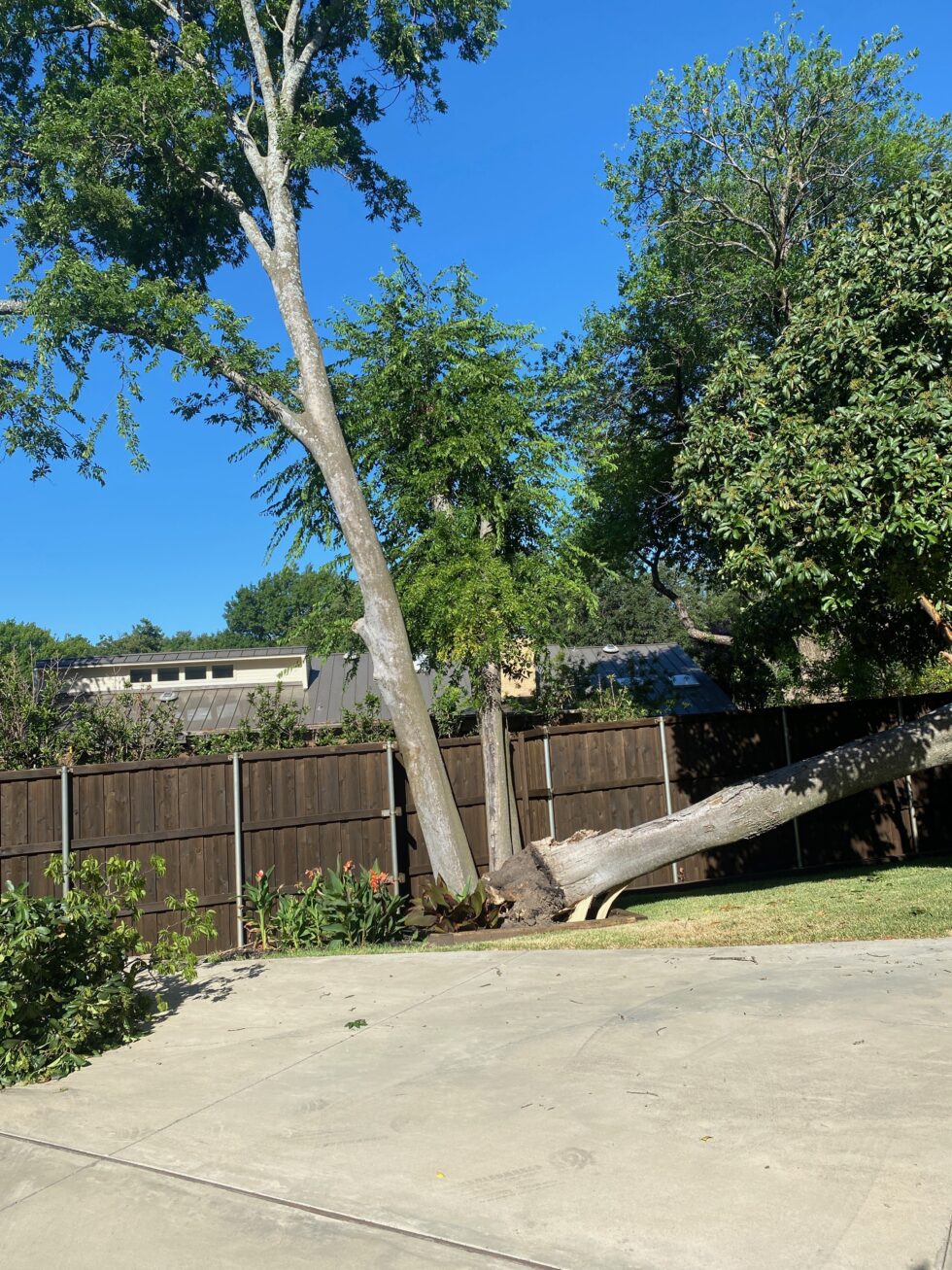 Plano Tree Services Company In Plano TX